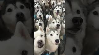 100 huskies escape from pet cafe in China #shorts