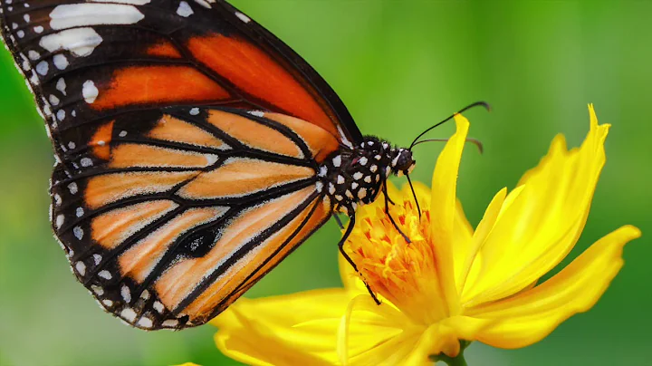 MANTRA MEDITATION by Dr. Pauline Lucas