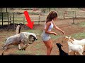 CAUGHT ON FILM! 🦁 Amazing Animal Moments