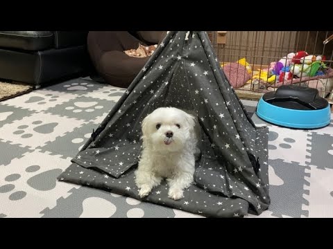 愛犬用のテント⛺️を買ったらこうなったw【マルチーズ】