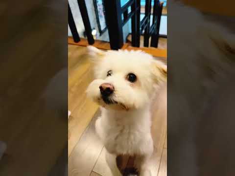 Funnydogs Dogsofyoutube Doggo Doggielife Petlover 