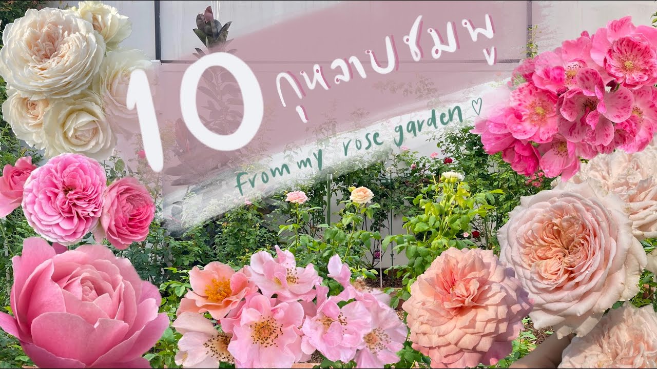 My Rose Garden EP.1 : แนะนำกุหลาบสีชมพู 10 สายพันธุ์ ที่สวยและเลี้ยงง่ายมากๆ  🫶🏻🌹💕
