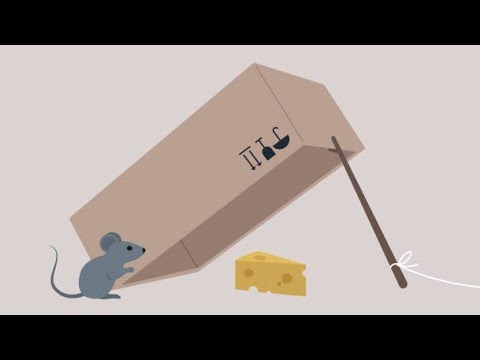 مشكلة الفيران بالنرويج 2025 تجربتي الشخصية