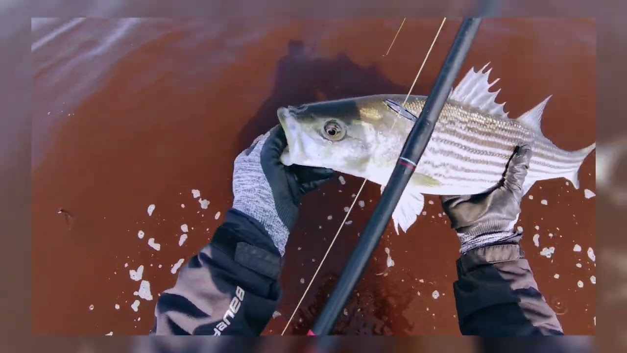 Striped Bass Fishing Miramichi NB Canada 2023