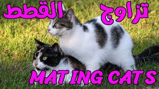 تزاوج القطط 3 - mating cats