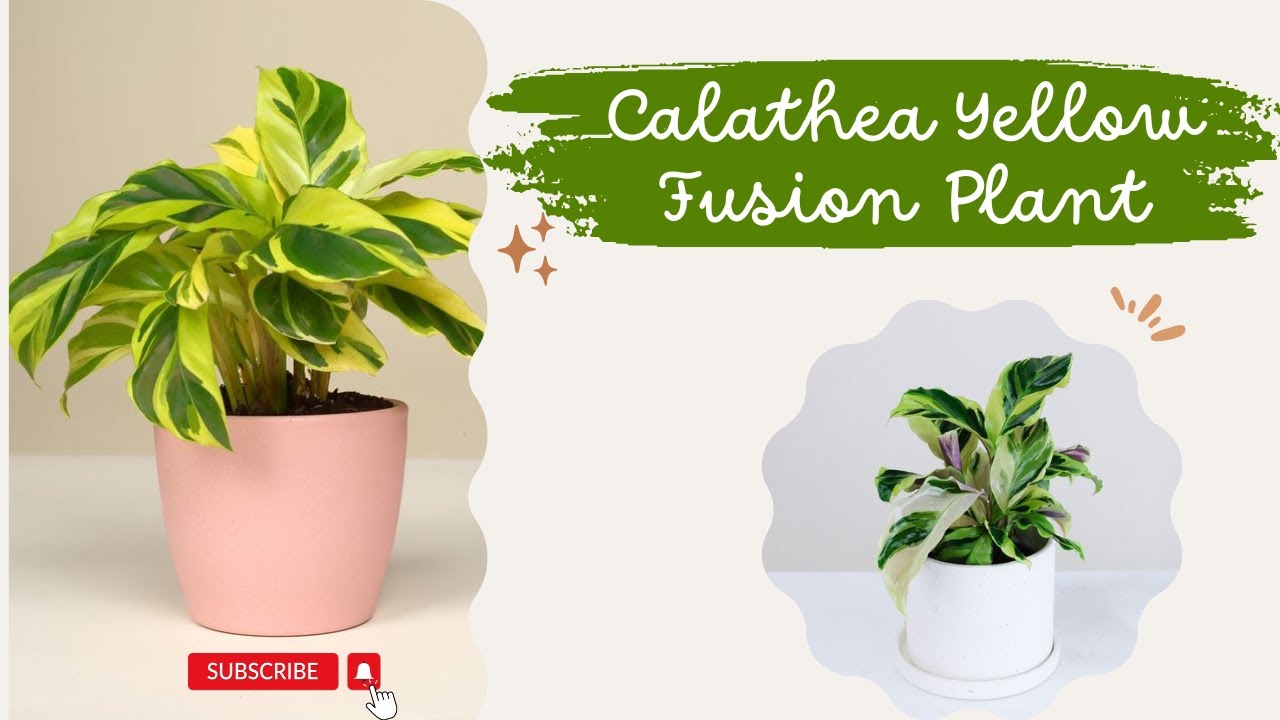 calathea Yellow fusion Plant