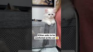 Baby Kitten Seeks Comfort At The Vet 🥺 #cute #viral #cat