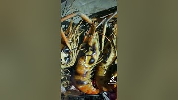 Tôm Càng Xanh Nướng Than Hồng Chấm Muối Ớt