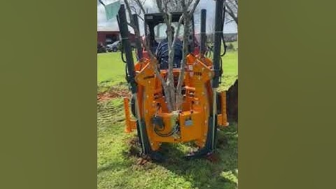 Optimal 1100 digging a Japanese Maple