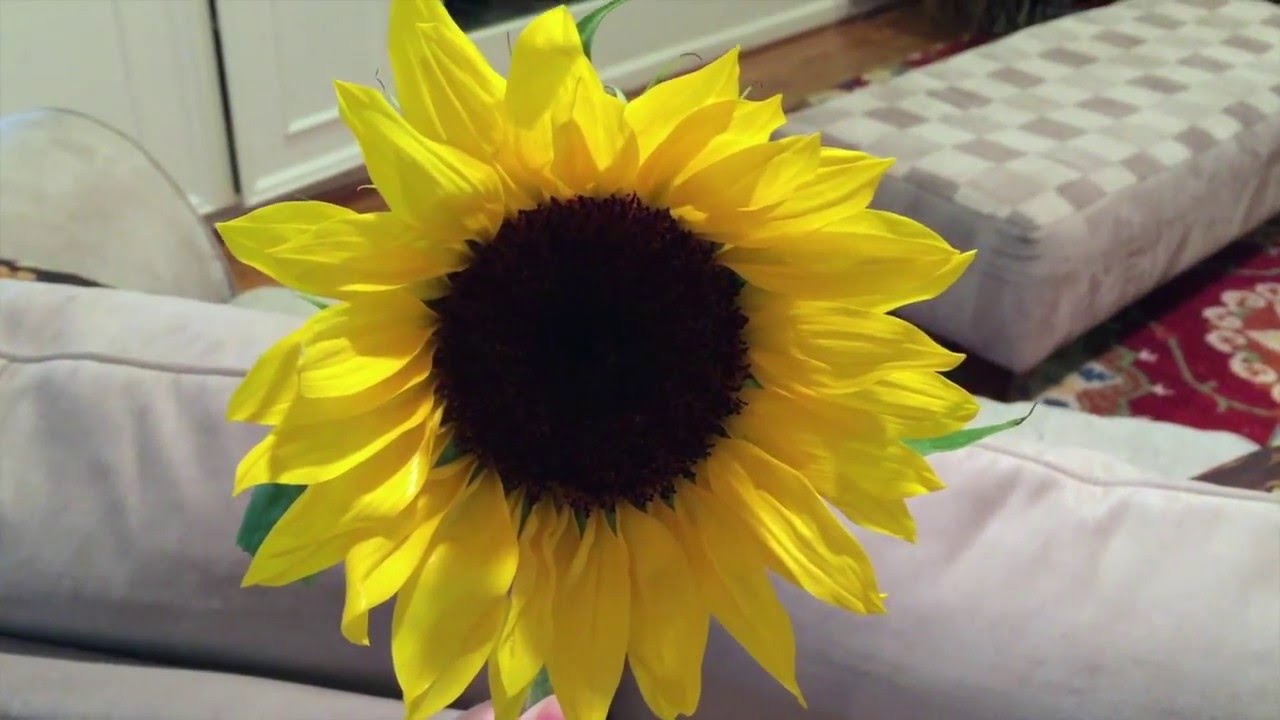 Special Sunflower Cleaning YouTube