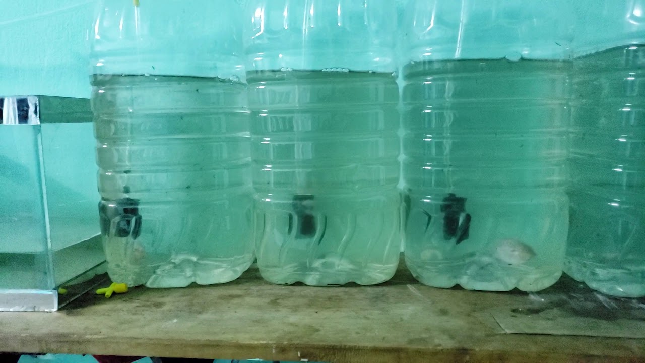 Ca la hán bột và cách cho cá la hán bột ăn - youtube