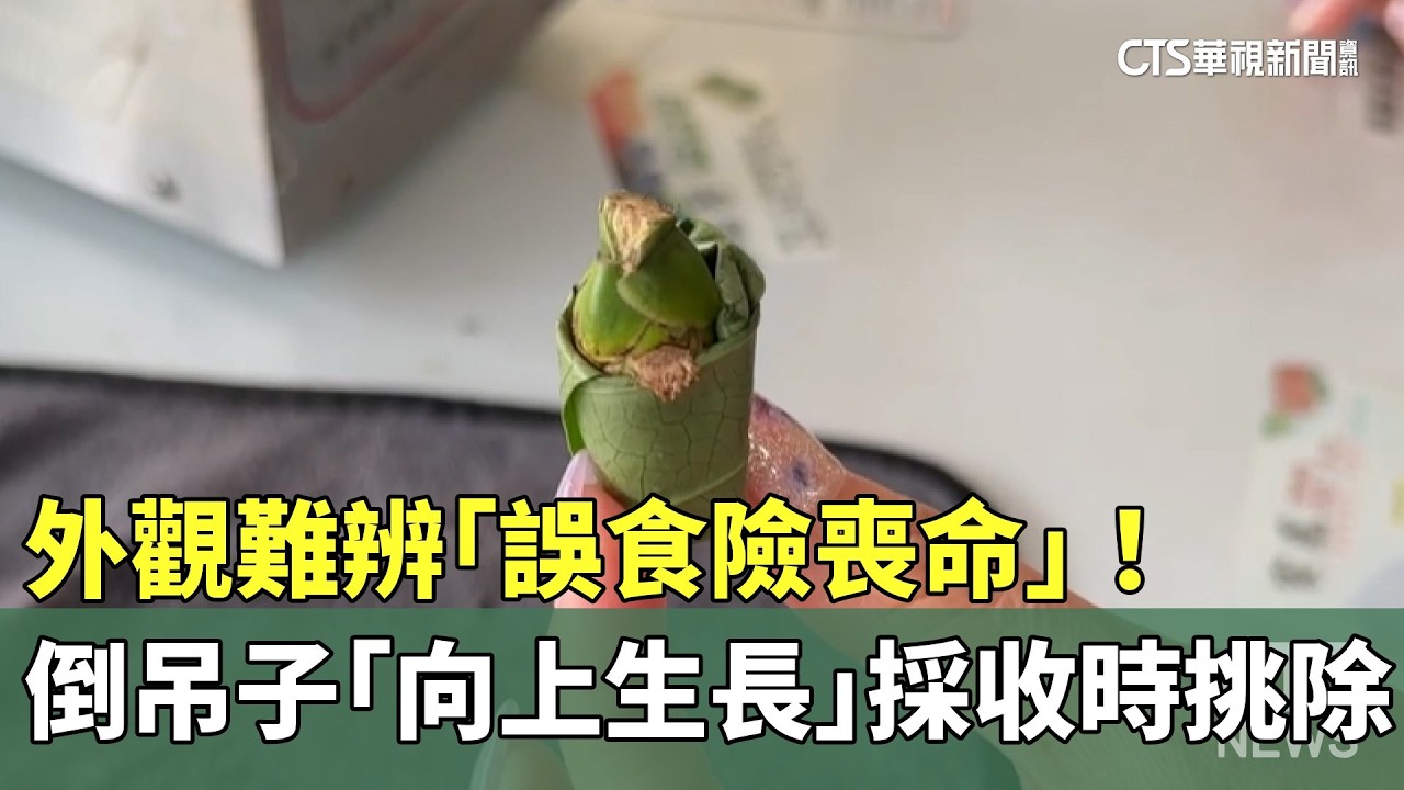 外觀難辨「誤食險喪命」！　倒吊子「向上生長」採收時挑除｜華視新聞 20260305 @CtsTw