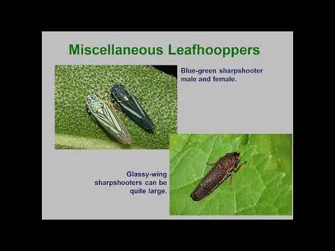 Video: Six -point Leafhopper - En Farlig Gourmet
