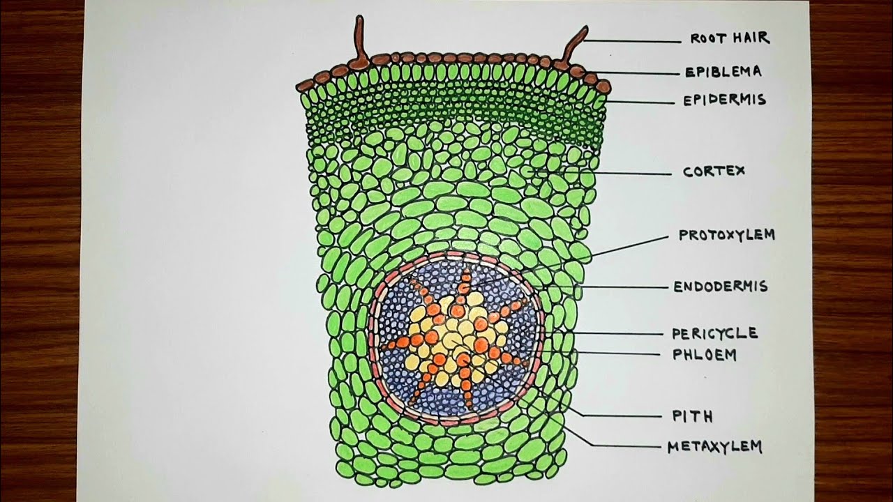 Monocot Root diagram drawing easy way | Transverse section of monocot ...