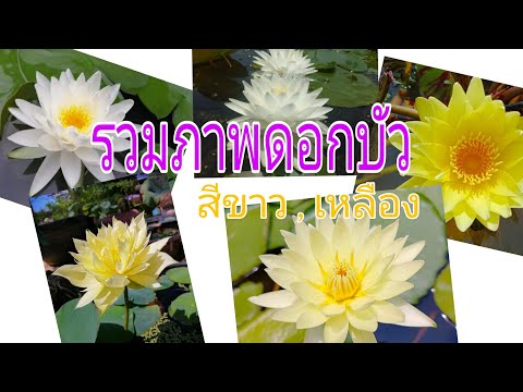 #ดอกบัว EP:4 รวมภาพดอกบัวสวยงามสีขาว-สีเหลือง ดอกบัวบาน ดอกบัวสวยๆ Lotus flowers , Water lily