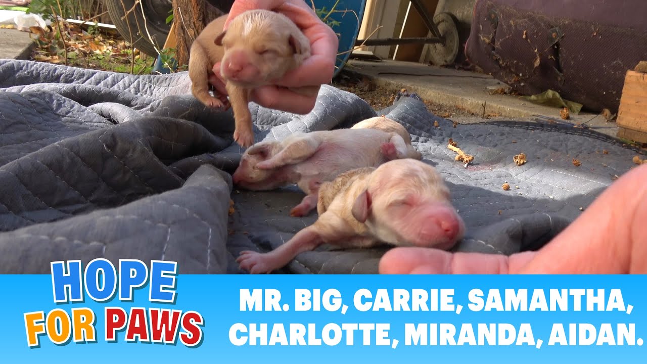 Puppies born outside on the floor minutes before our arrival 💔➡️💖 #puppy  - YouTube