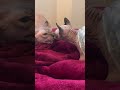 【衝撃】初めて見る子猫に怒り狂うエルフキャットがこちら、、汗Angry cat(with a kitten that she saw for the first time) #Shorts
