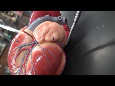 HEART ANATOMY QUIZ: