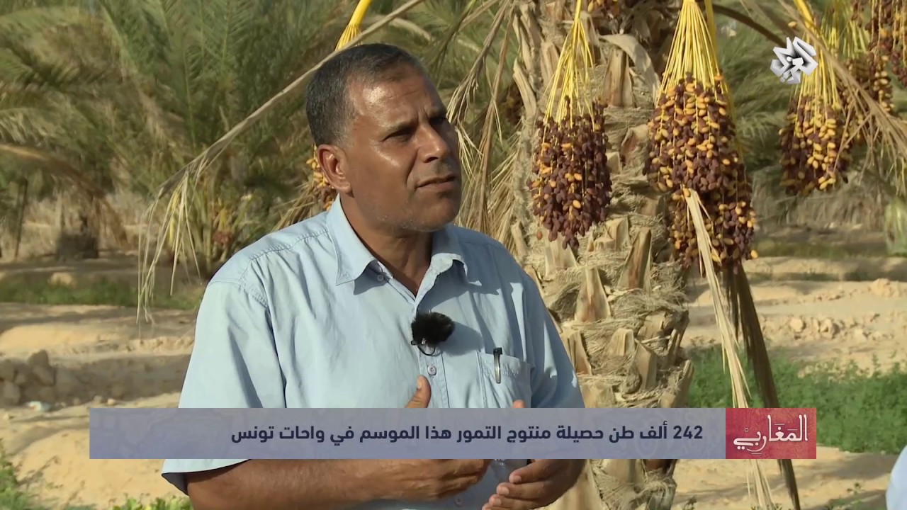 المغاربي│تونس .. حصاد التمور وتجربة في الاقتصاد التضامني