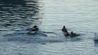 Red-breasted merganser courtship display