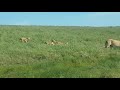 Safari In Ndutu Southeast Of Serengeti Safari In Ndutu Southeast Of Serengeti