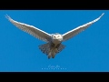 Female Snowy Owl Flight