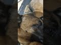 les deux fréro malinois