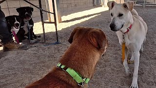 Dog TV Daycare #20 by Dog Playgroup Stories 37,649 views 2 months ago 6 hours