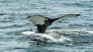 Dunes Edge Campground, Provincetown, Cape Cod.  Whale Watch. Cape Cod Lighthouses.