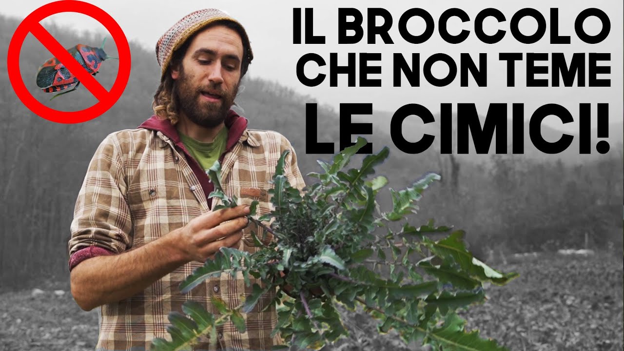 Il Broccolo Fiolaro - Scopri l'ortaggio