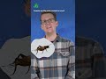 What would make you eat a bug? #shorts #science #SciShow