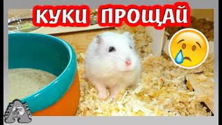 Последнее видео  любимого Куки / Что снится хомячатам  Булки / крыса Дарина / Alisa Easy Pets