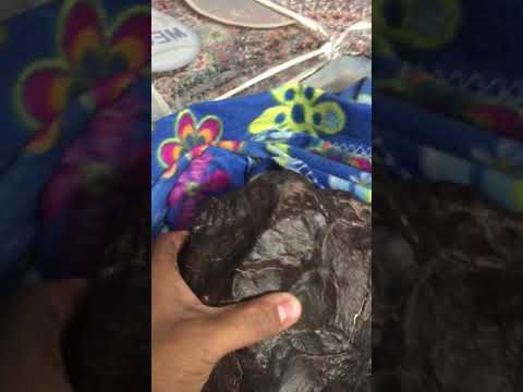 کشف شهاب سنگ ١١ کیلویی توسط مرد شهاب سنگی ایران