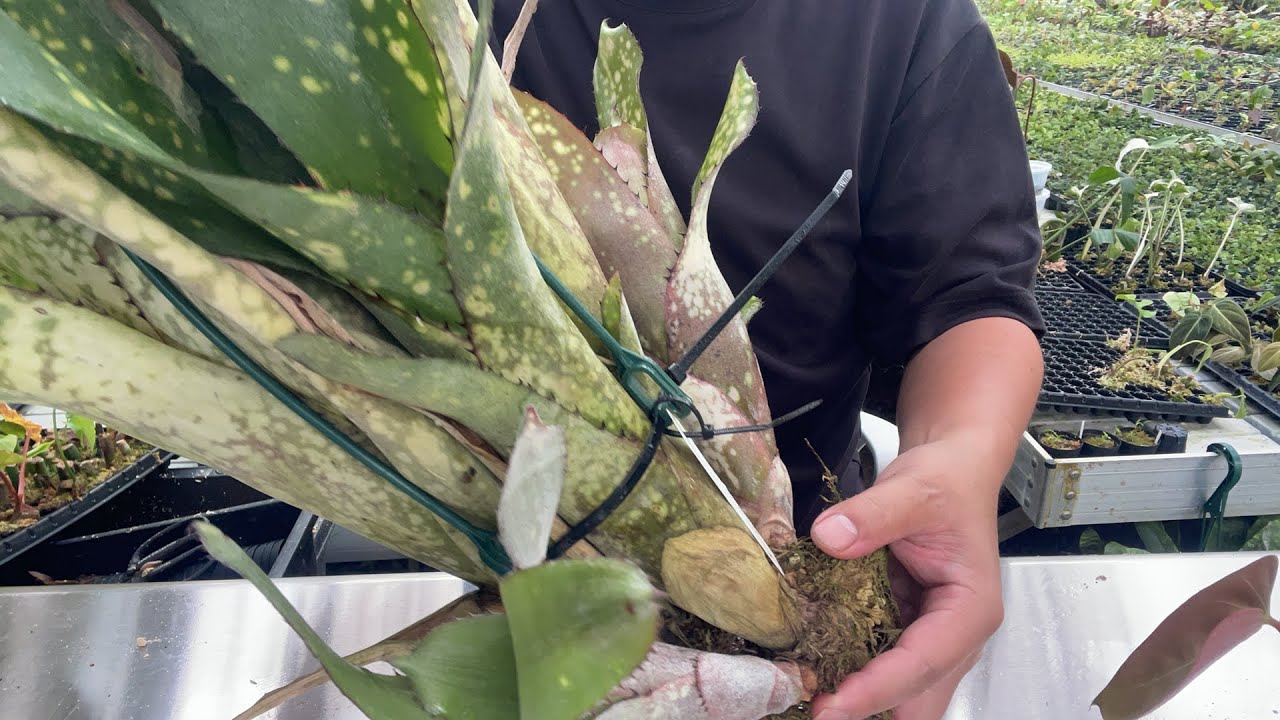 Differences in color between organic and inorganic tank bromeliads