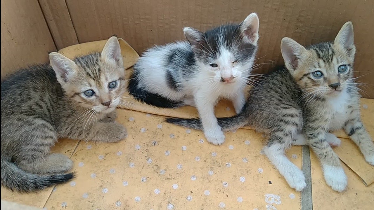 Rescue Kittens Are One Month Old Now YouTube