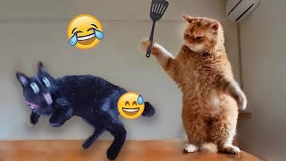 😂😻 New Funny Cats and Dogs Videos 😆😻 Funny Animal Videos 2024 #1