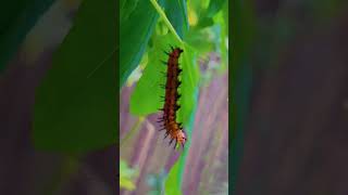 POOP TIME🐛 & RELAX#korgstyle #celye1304#butterflies#caterpillar#poop#naturelovers#relaxing#chilling