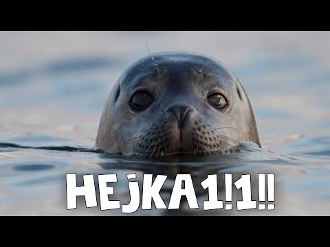 Zakręcona foka uououououououo! kręci się dużo godzin jc - Zakręcona foka uououououououo! kręci się dużo godzin jc