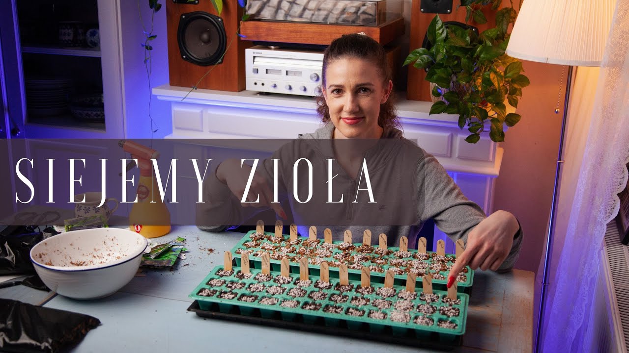 Wysiałam nasiona w MCHU - domowa uprawa ziół plus eksperyment, w czym lepiej kiełkują.