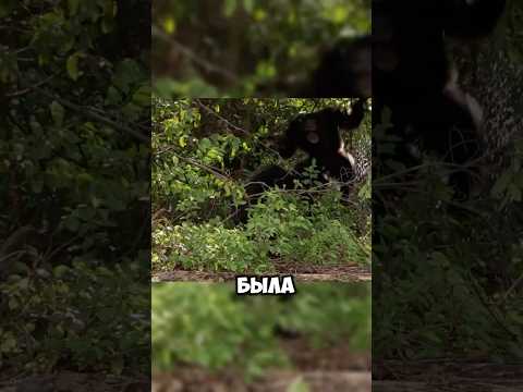 ОБЕЗЬЯНЫ ОХОТЯТСЯ НА ОБЕЗЬЯН?! 😱🐒 В МИРЕ ЖИВОТНЫХ #животные