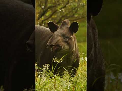 Video: Mis on tapir hide?