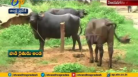 Government to support women entrepreneurs at Vizianagaram