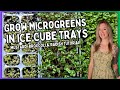 Grow Microgreens at Home in Ice Cube Trays | No Equipment Needed!