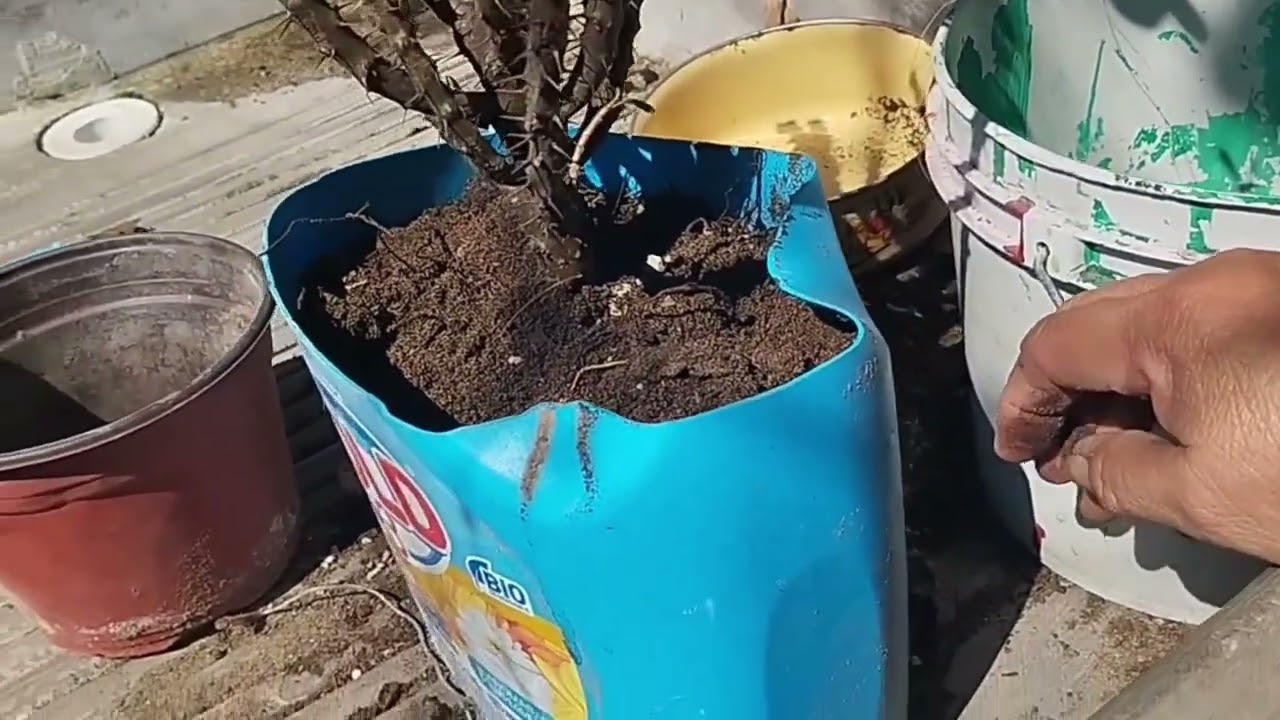 RESCATANDO UNAS PLANTITAS OLVIDADAS 🥹🪴, PRONTA RECUPERACIÓN & MUCHAS FLORES DE MIS BUGAMBILIAS 🌺✨🤩🌸