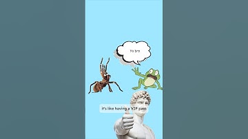 The  unlikely friendship between a tarantula and a tiny frog!!! #viralladdu #facts #animals