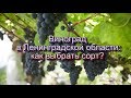 Виноград в Ленинградской области: как выбрать сорт