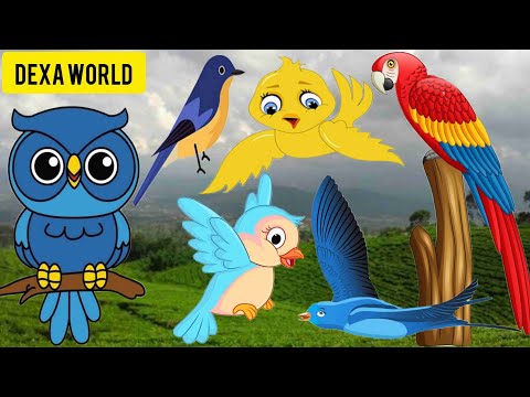 Cute Animals,Winged Animals,Bird Sounds,Zoo,eagle,seagull,rooster,butterfly,Penguin