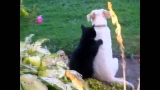ЭТИ разные кошки!ПОДБОРКА ВИДЕО ПРИКОЛОВ О ЖИВОТНЫХ! ЭТИ разные кошки!ПОДБОРКА ВИДЕО ПРИКОЛОВ О ЖИВОТНЫХ!