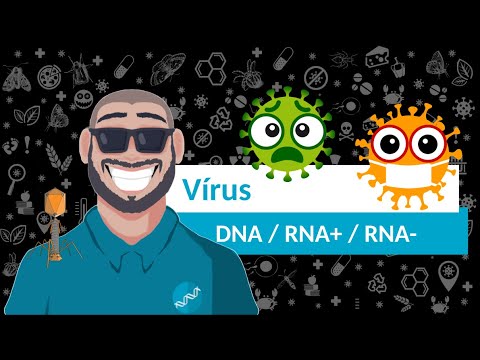 Vídeo: Diferenças Entre Vírus De DNA E RNA