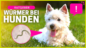 Sind Bandwürmer von Hund auf Mensch übertragbar?